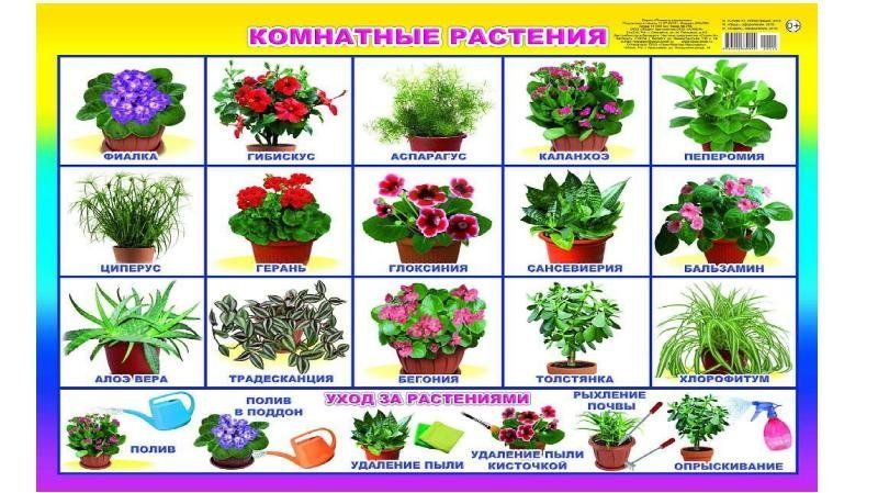 1686916935_kartin-papik-pro-p-kartinki-tsveti-komnatnie-dlya-detei-v-de-12.jpg