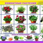 1686916935_kartin-papik-pro-p-kartinki-tsveti-komnatnie-dlya-detei-v-de-12.jpg